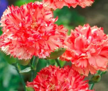 Carnation Seeds Chaband Orange Seeds Dianthus Seeds 50 Seeds