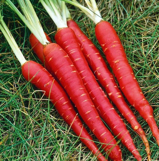 Carrot Seeds Atomic Red 500 Vegetable Seeds Heirloom Carrot
