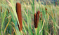 Cattail Seeds Pond Seeds Typha Latifolia 500 thru 10,000 Seeds