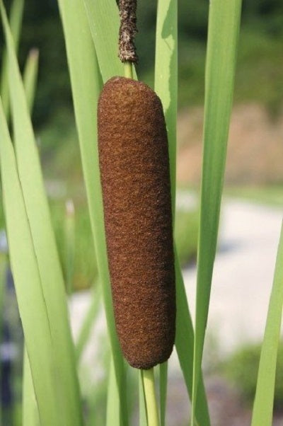 planting cattail seeds Cattail Seeds Pond Seeds Typha Latifolia 500 thru 10,000 Seeds