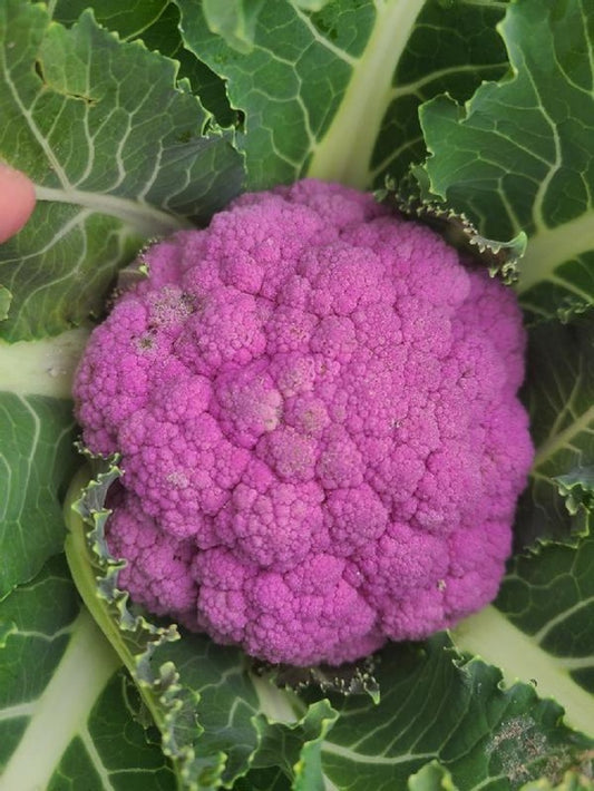 Cauliflower Seeds 25 Cauliflower Depurple F1 Seeds Purple Cauliflower