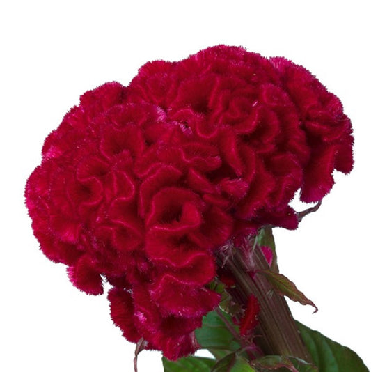 Celosia Seeds 50 Flower Seeds Celosia Captain Dark Red Cockscomb Seeds