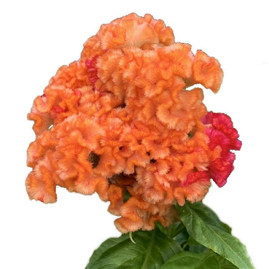 Celosia Seeds 50 Flower Seeds Celosia Captain Orange Red Cockscomb Seeds