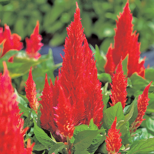 Celosia Seeds 50 Cockscomb Seeds Celosia Castle Scarlet