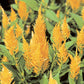 Celosia Seeds 50 Cockscomb Seeds Celosia Castle Yellow