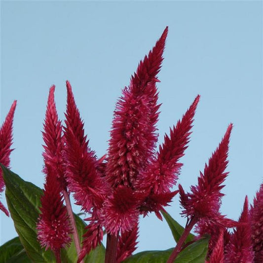 Celosia Seeds Celosia Dracula 25 Pelleted Cockscomb Seeds –  trailingpetunia.com