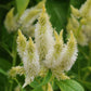 Cockscomb Seeds 25 Pelleted Celosia Seeds Celosia Celway White