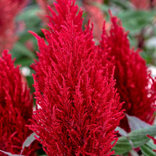 Bulk Seeds Celosia Seeds 50 thru 1,000 Seeds Celosia Century Red