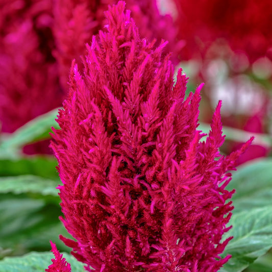 Bulk Seeds Celosia Seeds 50 thru 1,000 Seeds Celosia Century Rose