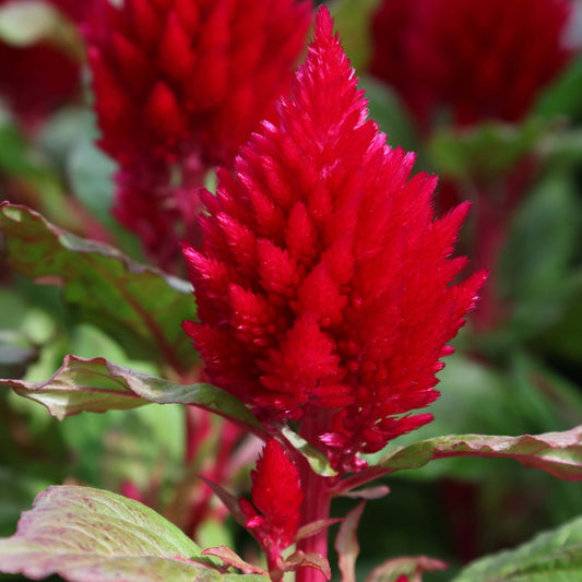 Cockscomb Seeds Plumed Kimono Red 50 Celosia Seeds