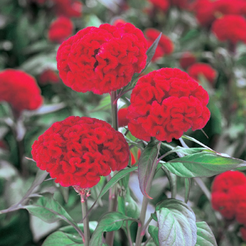 Celosia Seeds 50 Cut Flower Seeds Celosia Kurume Scarlet Cockscomb Seeds