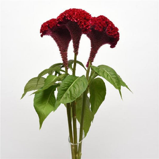 Celosia Seeds Celosia Dracula 25 Pelleted Cockscomb Seeds –  trailingpetunia.com