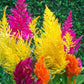 Celosia Seeds 50 Seeds Celosia Pampas Plumed Mix