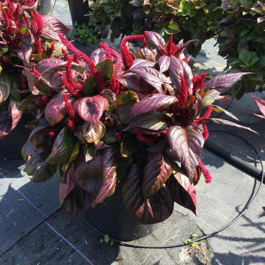 Sol Lizard Leaf 25 Pelleted Celosia Seeds Foliage Celosia