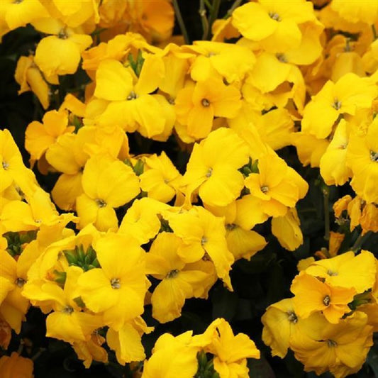 Cheiranthus Seeds Sugar Rush Yellow 50 Seeds Erysinnum Seeds