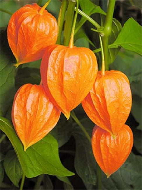 Chinese Paper Lantern Seeds 25 thru 1,000 Seeds Physalis Alkekengi Ground Cherry Seeds