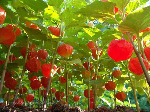Chinese Paper Lantern Seeds 25 thru 1,000 Seeds Physalis Alkekengi Ground Cherry Seeds