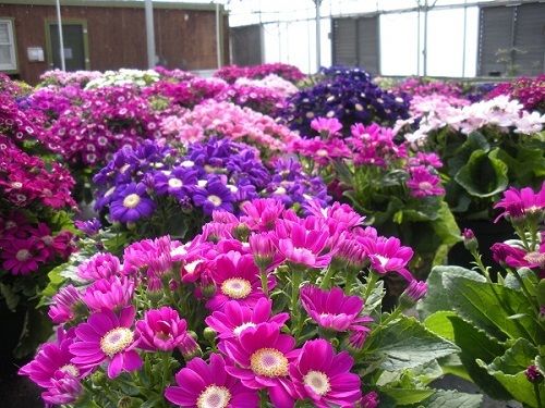 Cineraria Seeds 50 Ceineraria Hybrida Plant Mix Seeds Pericallis Seeds