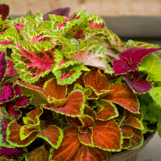 Coleus Seeds Fairway Mix 50 Seeds Flower Seeds