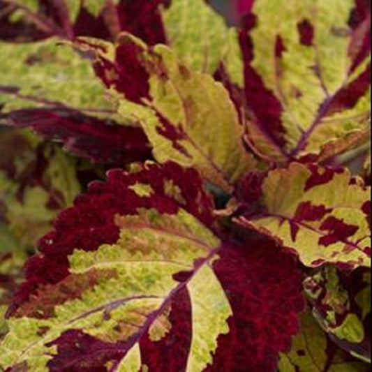 Coleus Seeds Fairway Mosaic 50 Seeds Flower Seeds