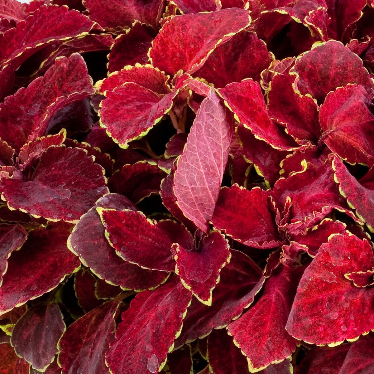 Coleus Seeds Fairway Red Velvet 50 Seeds Shade Plant