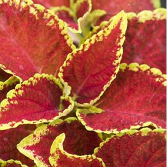 Coleus Seeds Fairway Ruby 50 Seeds Shade Plant