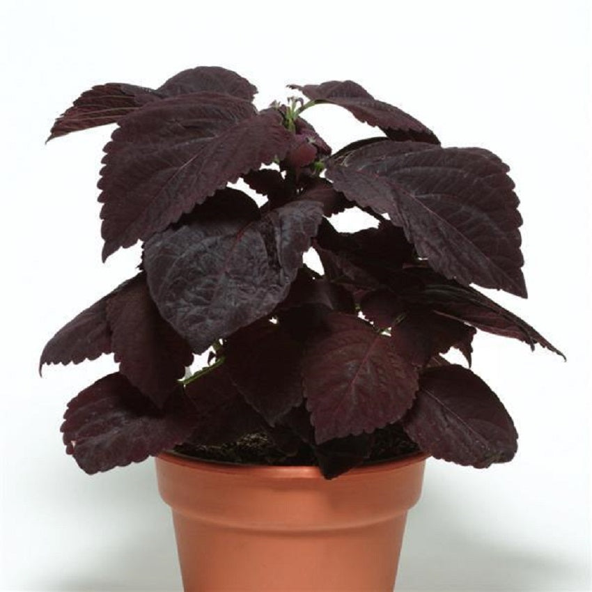 Coleus Seeds Premium Sun Dark Chocolate 15 Pelleted Seeds