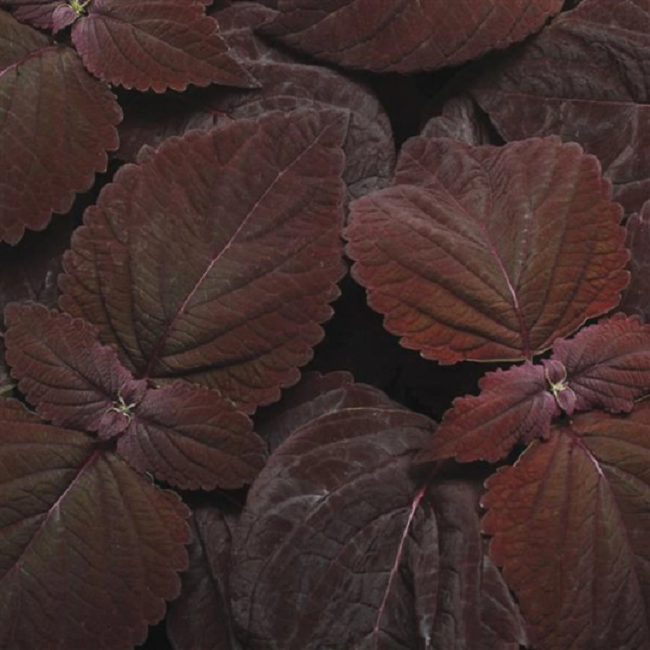 Coleus Seeds Premium Sun Dark Chocolate 15 Pelleted Seeds