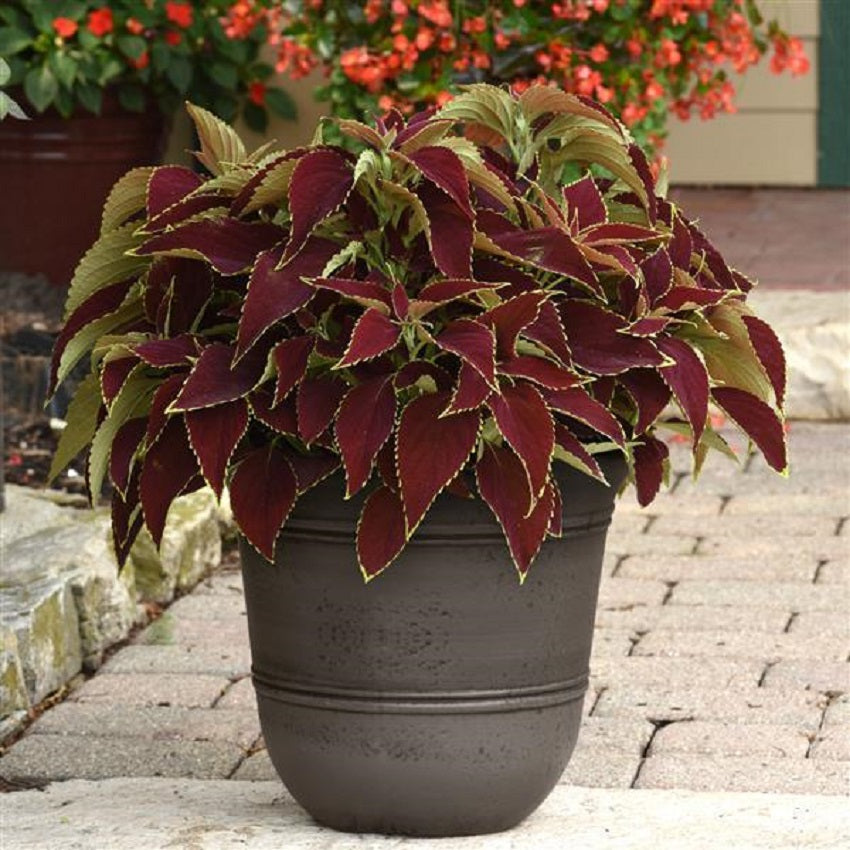 Coleus Seeds Premium Sun Ruby Heart 15 Pelleted Coleus Seeds
