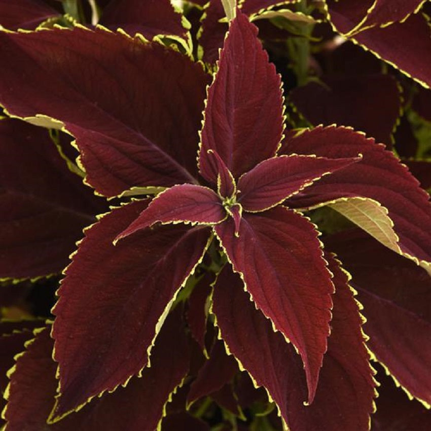 Coleus Seeds Premium Sun Ruby Heart 15 Pelleted Coleus Seeds