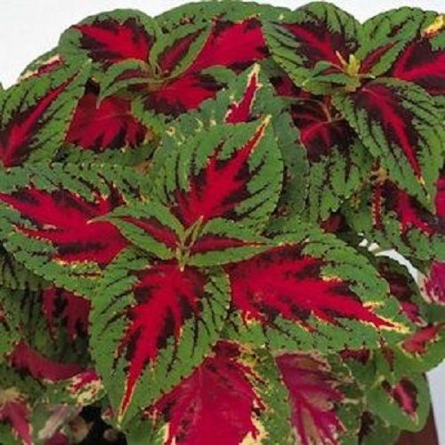 Coleus Seeds Rainbow Color Pride 15 thru 100 Pelleted Coleus Seeds
