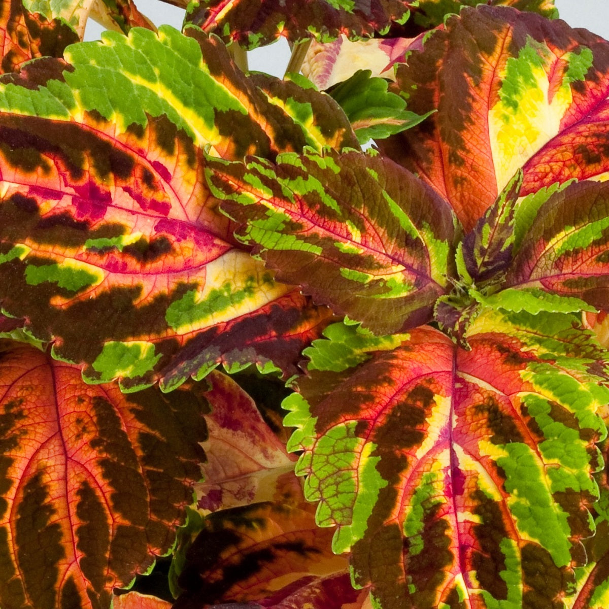 Coleus Seeds Rainbow Superfine Multicolor Shade Plant 50 Seeds