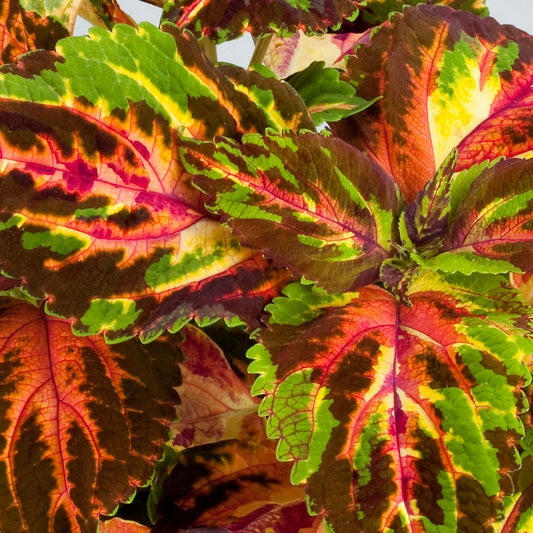 Coleus Seeds Rainbow Superfine Multicolor Shade Plant 50 Seeds