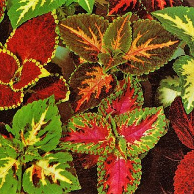 Coleus Seeds Rainbow Superfine Master Blend Mix Shade Plant 50 Seeds