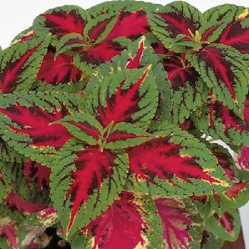 Coleus Seeds Rainbow Superfine Color Pride Shade Plant 50 Seeds