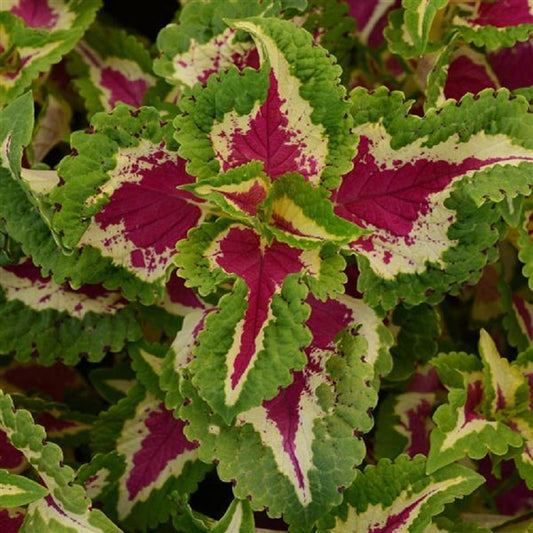 Wizard Rose Coleus Seeds 50 Seeds