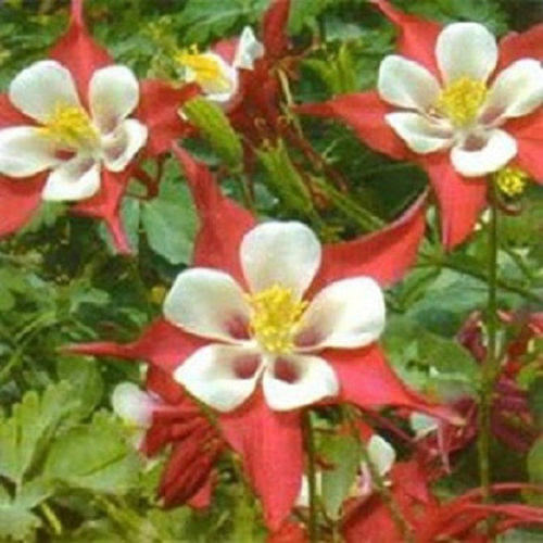 Columbine Seeds Aquilegia Crimson Star 50 Aquilegia Seeds