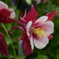 25 Columbine Seeds Earlybird Red And White Perennial Flower