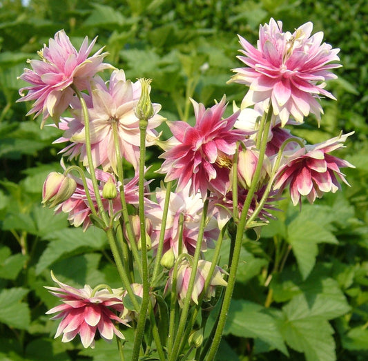 Aquilegia Seeds Barlow Nora Columbine Seeds 25 thru 500 Perennial Seeds
