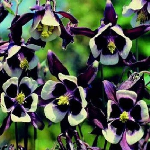 100 Columbine Seeds Aquilegie William Guinness