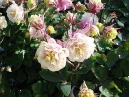 50 Columbine Seeds Aquilegia Winky Double Rose And White