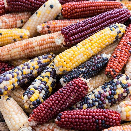 Corn Seeds Firecracker 100 Popcorn Seeds