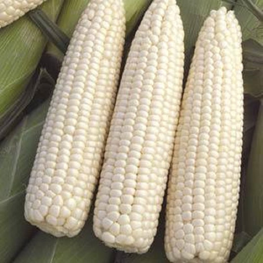Devotion Sweet Corn Seeds 50 Seeds White Corn