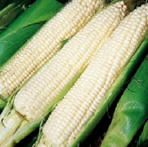 Corn Seeds Silver King Corn 50 Seeds Garden Seeds
