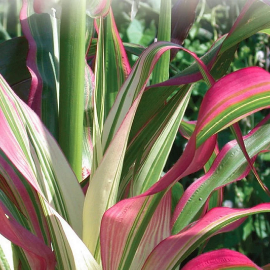 Pink Zebra Corn Seeds 50 Ornamental Corn Seeds
