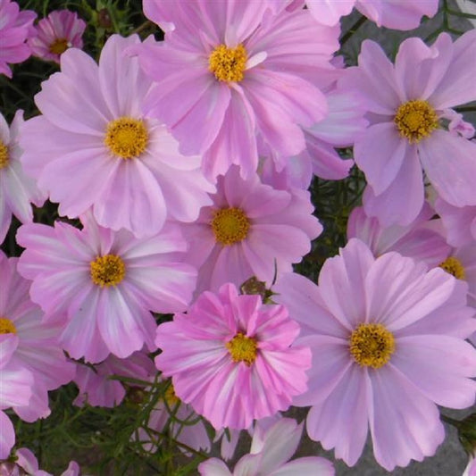 Cosmos Seeds Cosmos Apollo Lovesong 50 Flower Seeds