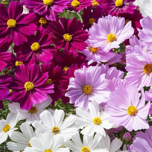 Cosmos Seeds Cosmos Apollo Mix 50 Flower Seeds