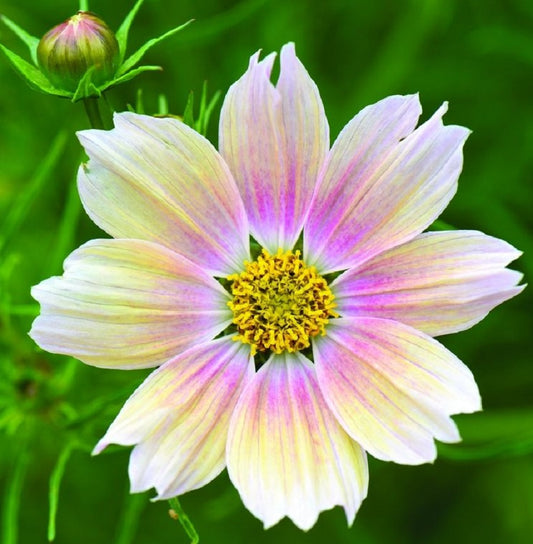 Cosmos Seeds Apricot Lemonade 25 thru 100 Flower Seeds