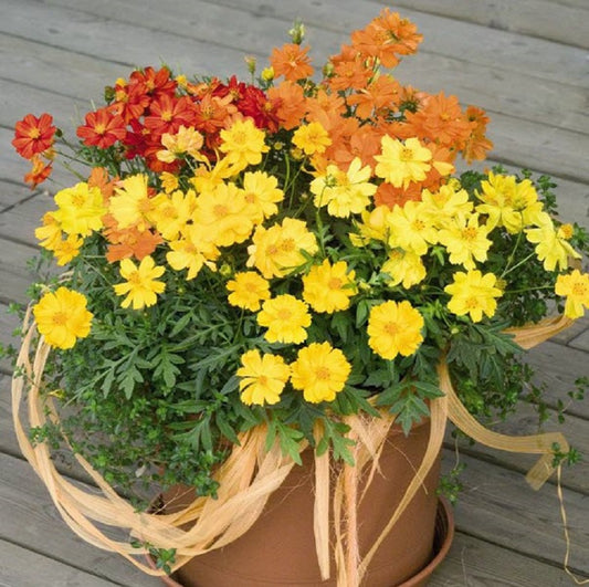 Cosmos Seeds Cosmic Mix 50 Flower Seeds