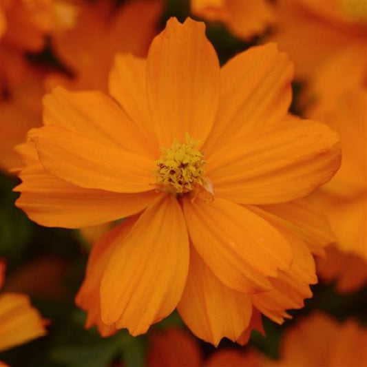Cosmos Seeds Mandarin Orange 50 Seeds Double Flower